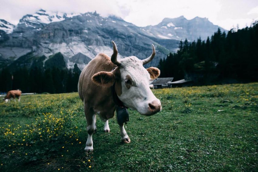 A majestic cow standing in front of the breathtaking Swiss Alps.